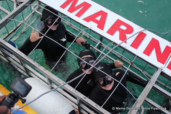 shark cage diving gansbaai south africa