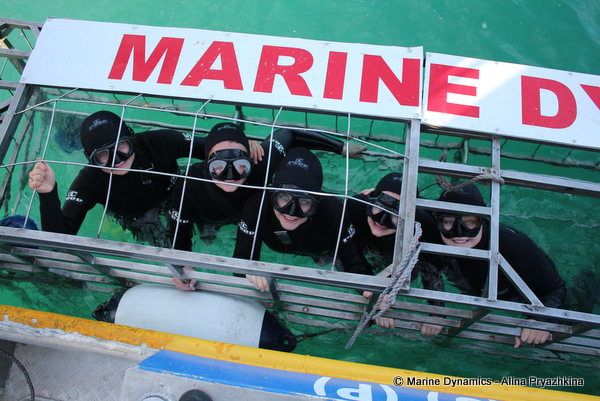 shark cage diving gansbaai south africa