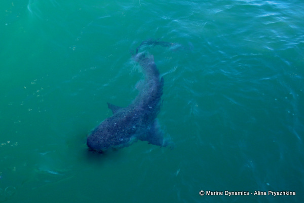 sevengill shark, gansbaai, south africa