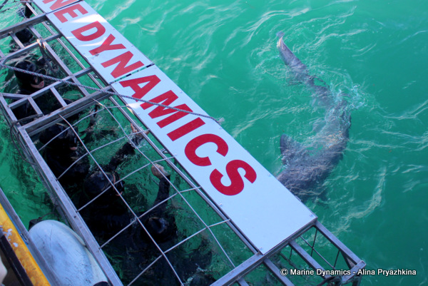 shark cage diving, gansbaai, south africa