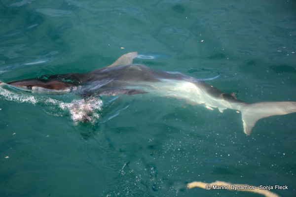 Bronze whaler shark