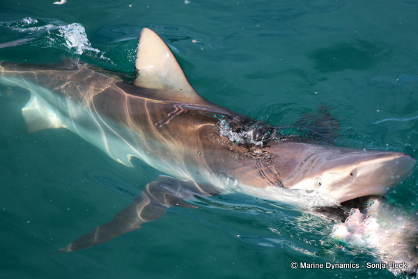 Bronze whaler shark