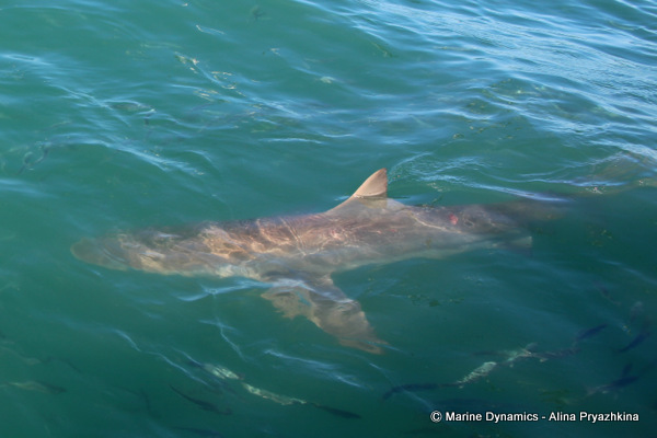 bronze whaler, gansbaai, south africa