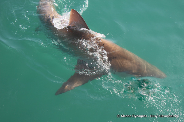 Bronze whaler shark