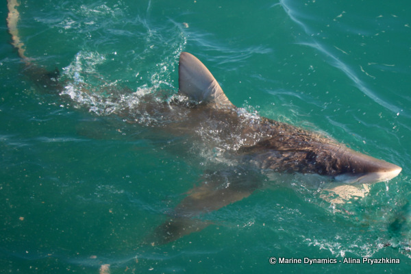 bronze whaler gansbaai south africa
