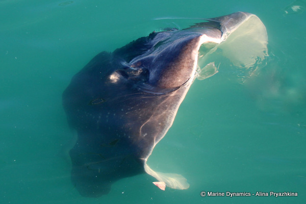 short tail stingray