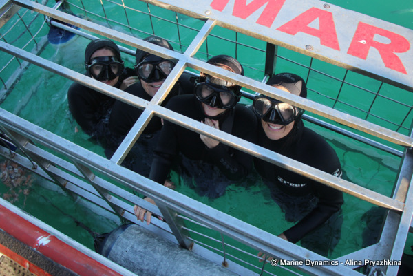 shark cage diving