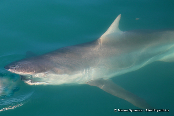 bronze whaler, gansbaai, south africa