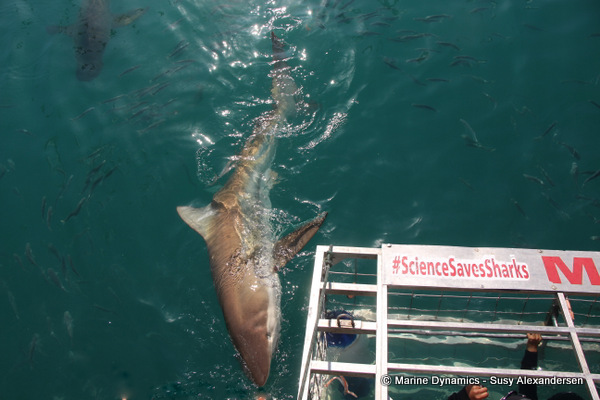 Bronze whaler shark