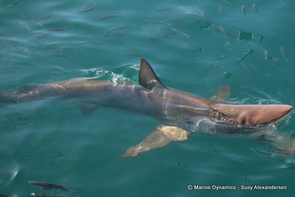 Bronze whaler shark