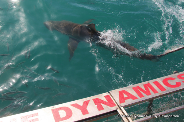 Bronze whaler shark