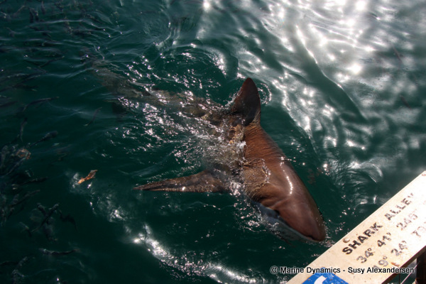 Bronze whaler shark