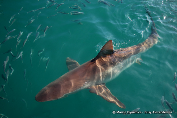 Bronze whaler shark