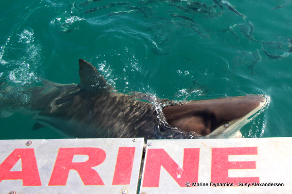 Bronze whaler shark