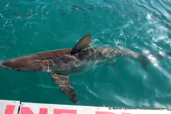 Bronze whaler shark