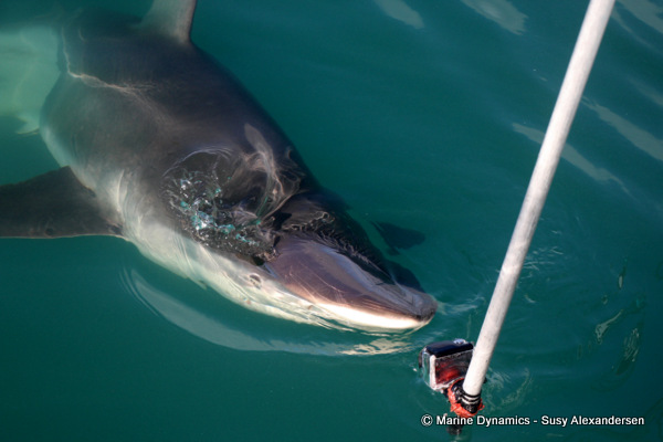 Bronze whaler shark