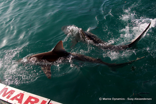 Bronze whaler shark