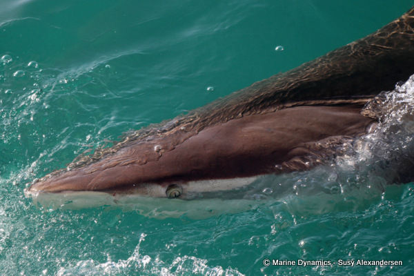 Bronze whaler shark