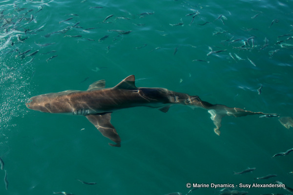 Bronze whaler shark