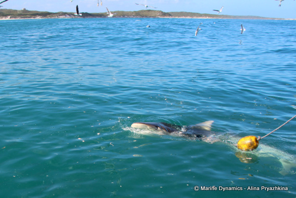 Bronze Whaler shark, South Africa