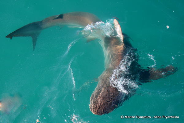 Bronze Whaler shark, South Africa