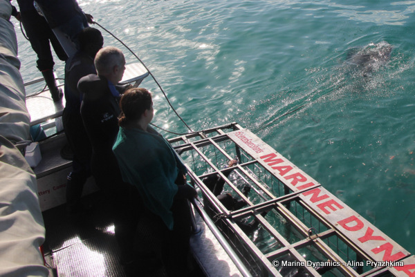Shark Cage Diving, South Africa