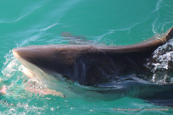 Bronze Whaler shark, South Africa