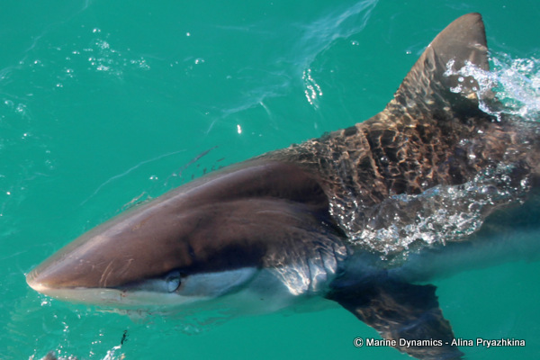 Bronze Whaler shark, South Africa