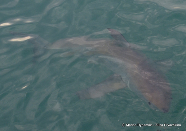 Great white shark, Gansbaai, South africa