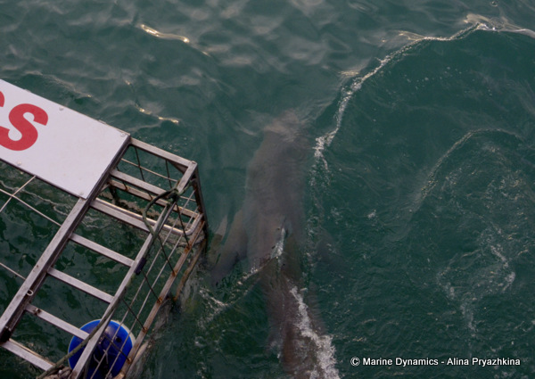 Great white shark, Gansbaai, South africa
