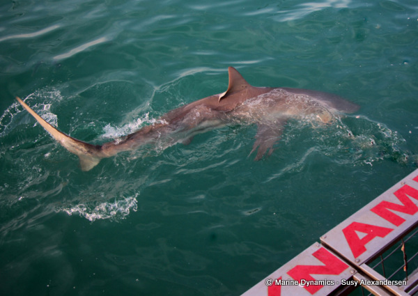 Bronze Whaler shark, South Africa