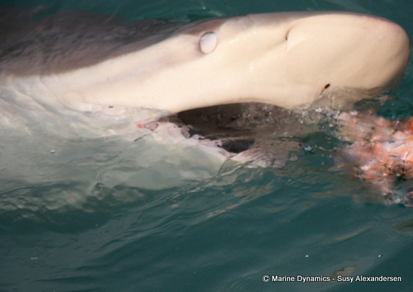 Bronze Whaler shark, South Africa