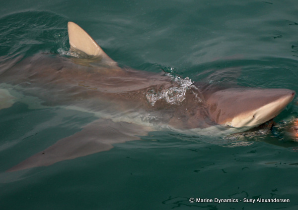 Bronze Whaler shark, South Africa