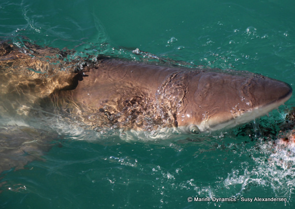 Bronze whaler shark