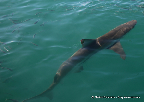 Bronze whaler shark