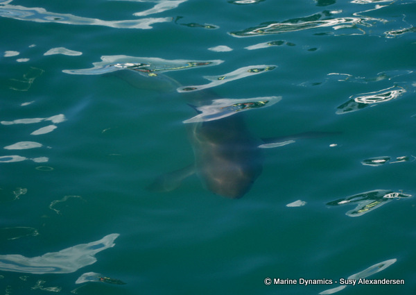 Great white shark