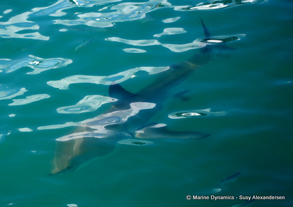Great white shark