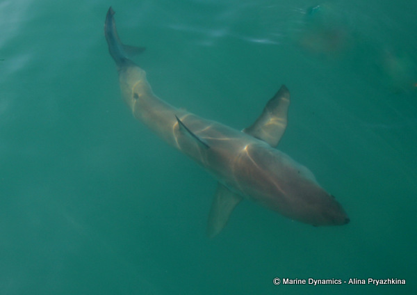great white shark