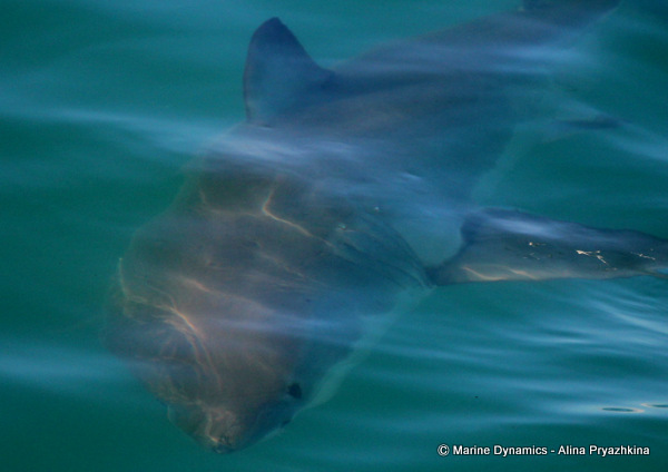 great white shark