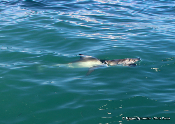 great white shark