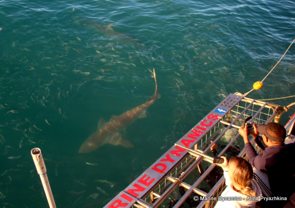 Great white shark