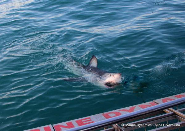 Great white shark