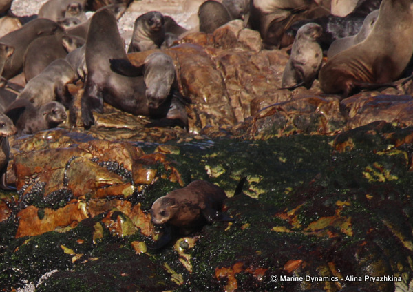 Cape fur seal, Gansbaai, south africa