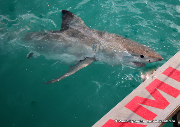 Great white shark