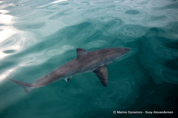 Great white shark