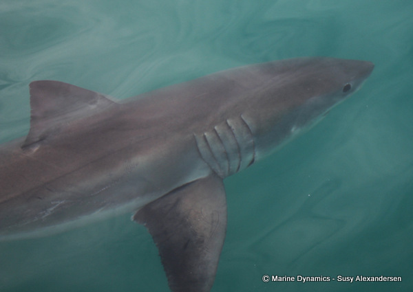 Great white shark