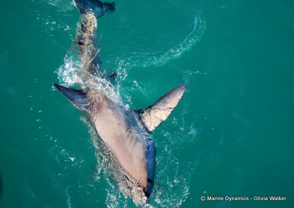 Shark Cage Diving, South Africa