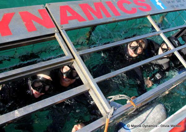 Shark Cage Diving, South Africa