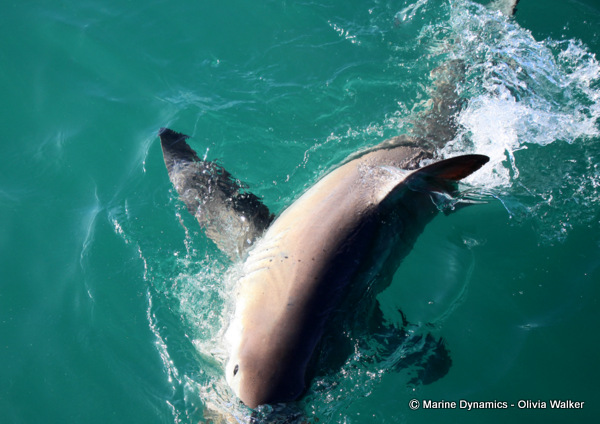 Shark Cage Diving, South Africa