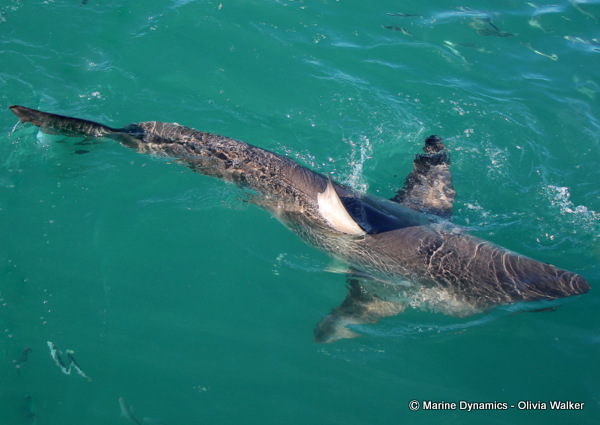Shark Cage Diving, South Africa